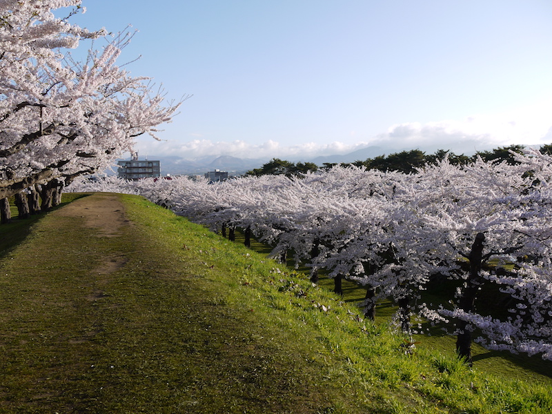 五稜郭公園 郭内の桜 本塁上から撮影 北海道函館市