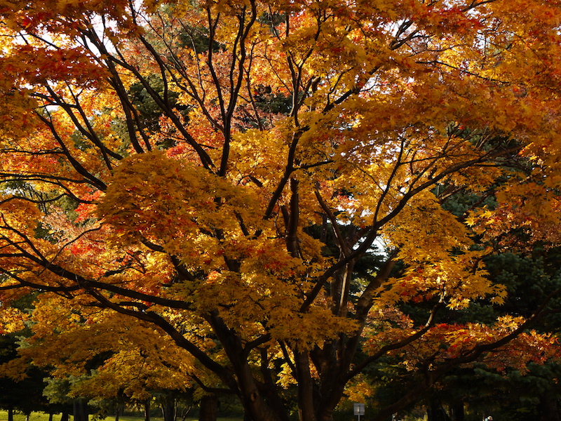 中島公園 公園内樹木の紅葉 北海道札幌市