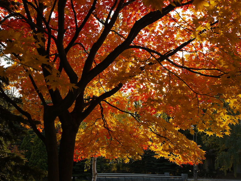 中島公園 公園内樹木の紅葉 北海道札幌市