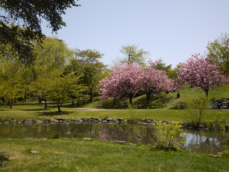 中島公園 公園内の桜 北海道札幌市