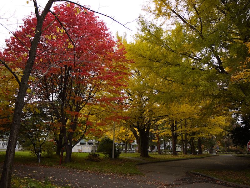 北海道大学 構内樹木の紅葉 北海道札幌市