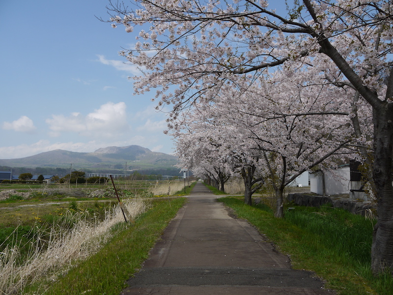 伊達温泉 自転車専用道路脇の桜並木 北海道伊達市