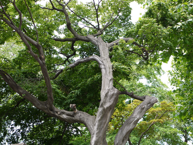 北海道大学植物園 正門周辺 植物園東側塀沿いの樹木