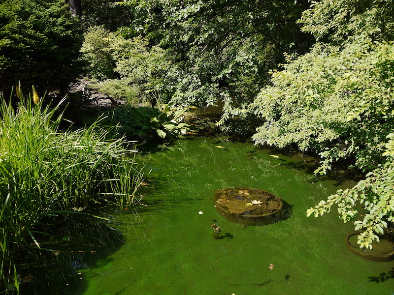 北海道大学植物園 外回りルート 高山植物園手前の池
