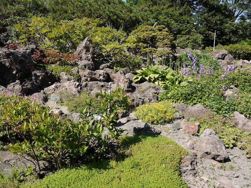 北海道大学植物園 外回りルート 高山植物園(3)