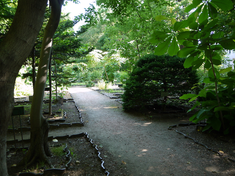 北海道大学植物園 外回りルート 北方民族植物標本園(2)