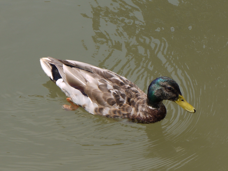 中島公園 菖蒲池の鴨