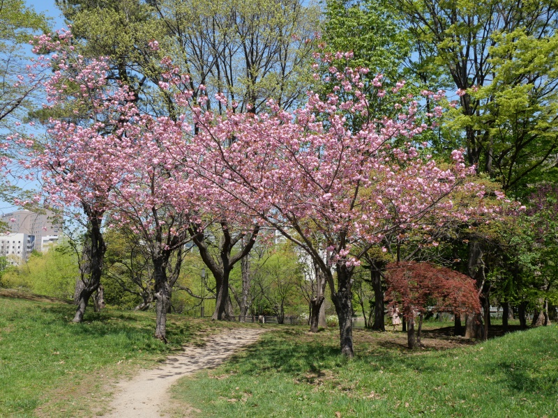 中島公園 園内樹木