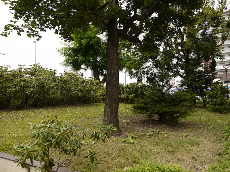 豊平橋緑地(札幌市) 緑地内樹木