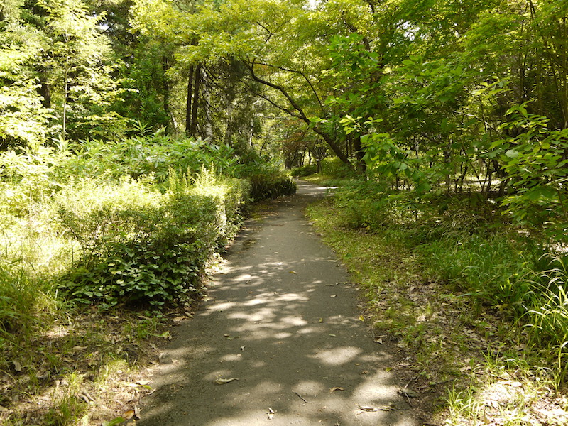 豊平公園(札幌市) 樹木園(6)