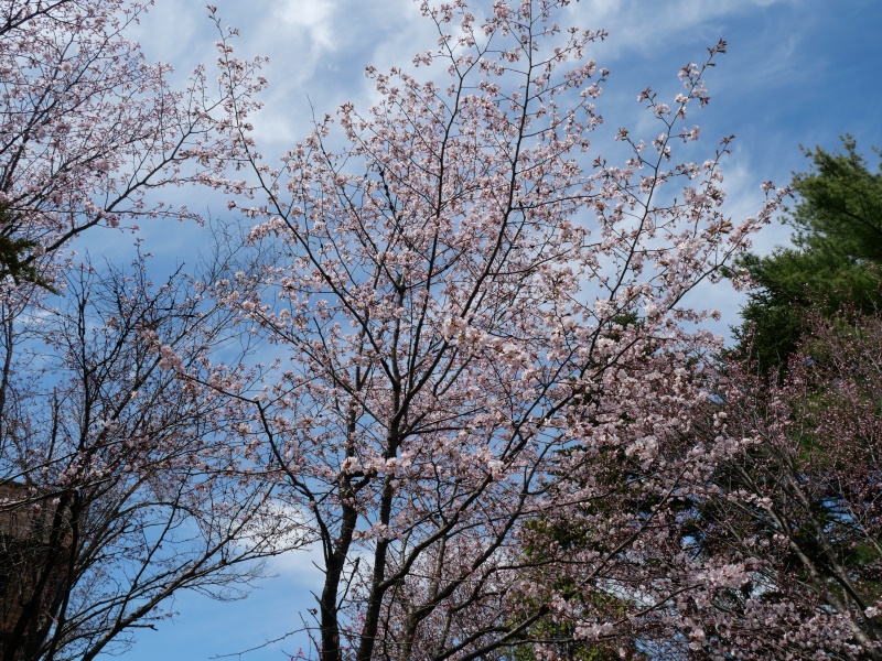 豊平公園(札幌市) 園内樹木