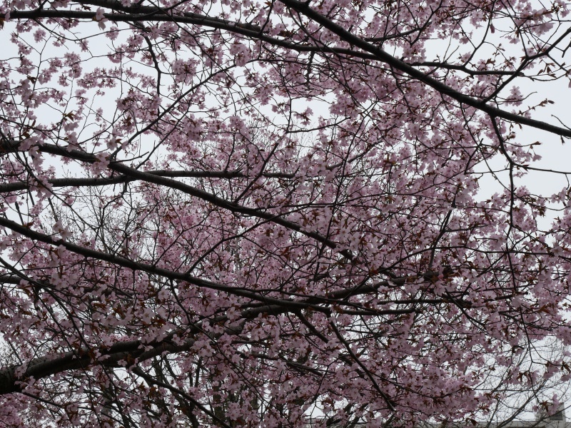 山鼻公園(札幌市) 公園内の桜