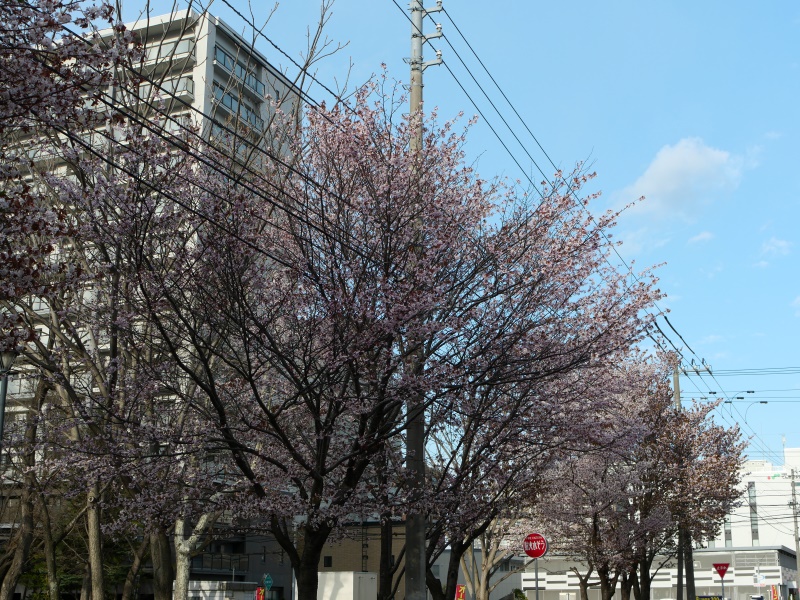 山鼻公園(札幌市) 園内の桜