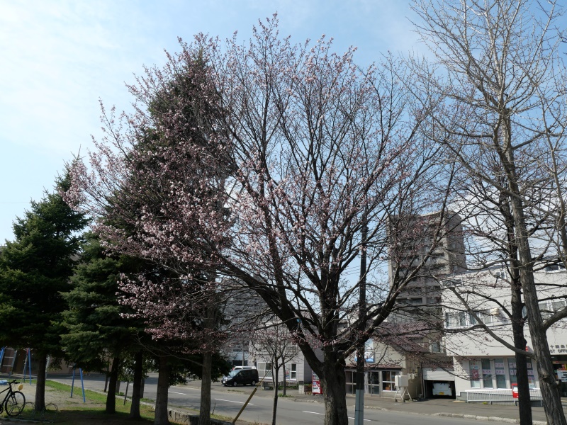 幌西自転車公園(札幌市) 公園内の桜