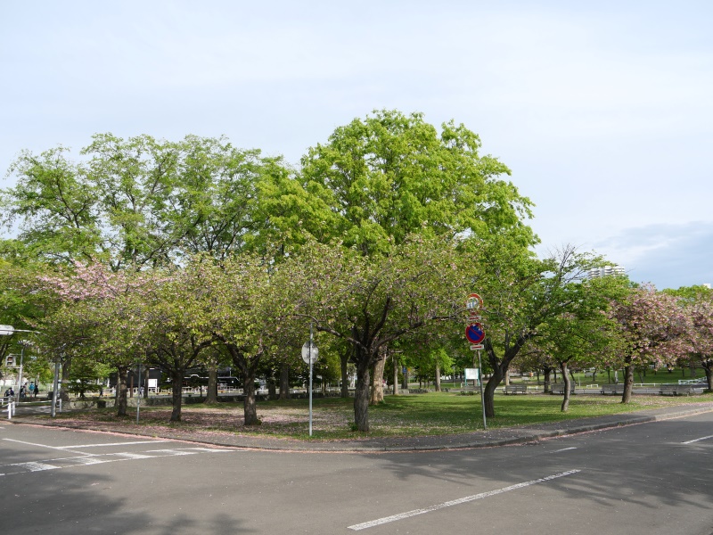 農試公園(札幌市) 園路