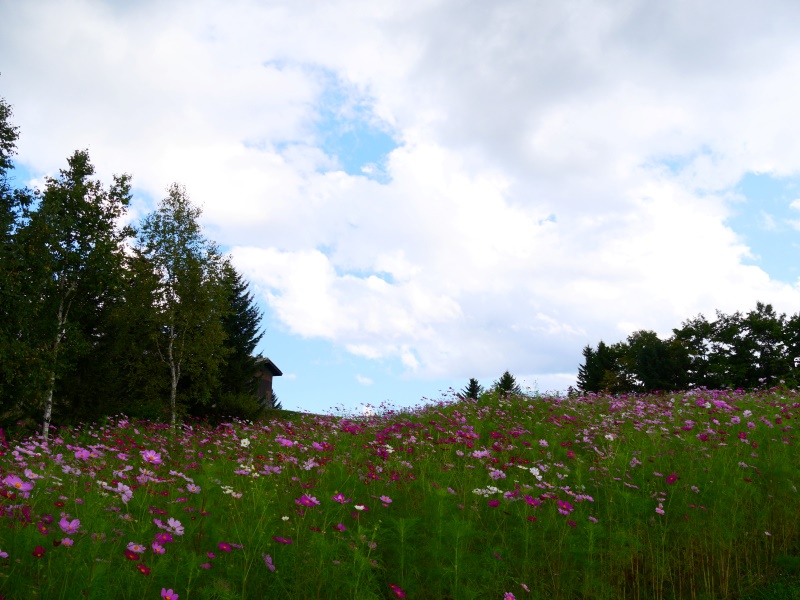 国営滝野すずらん丘陵公園(札幌市) 園路