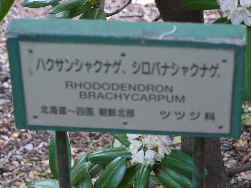 ハクサンシャクナゲ、シロバナシャクナゲ(Rhododendron brachycarpum)