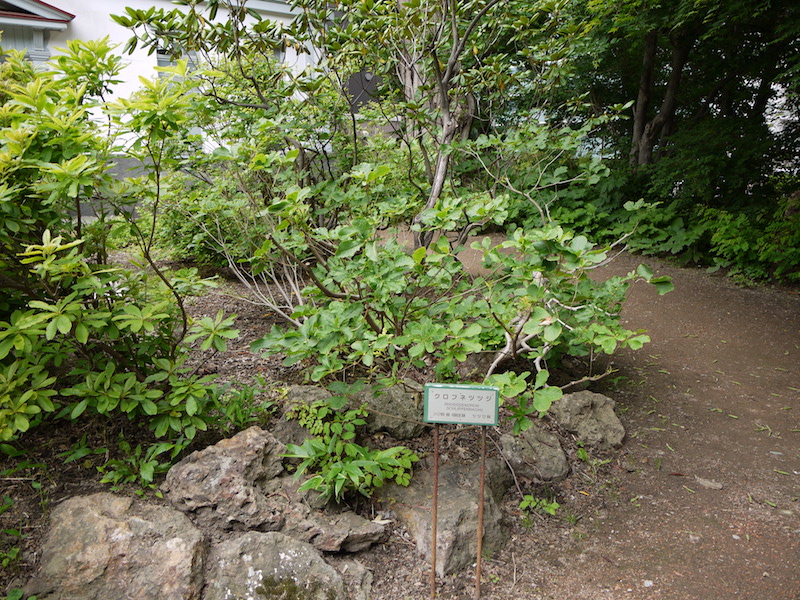 クロフネツツジ(Rhododendron schlippenbachii)