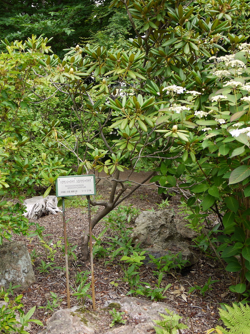 ハクサンシャクナゲ、シロバナシャクナゲ(Rhododendron brachycarpum)