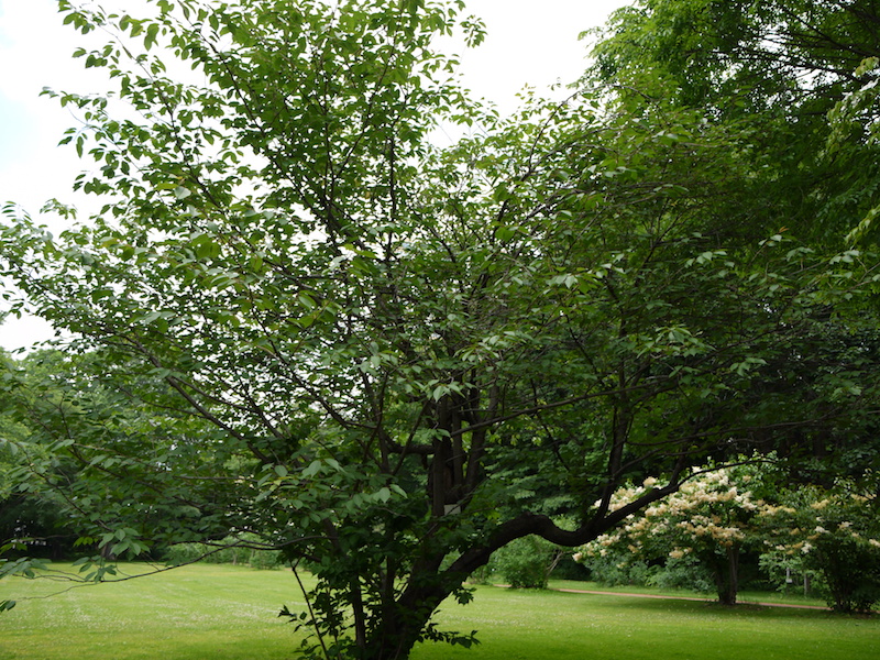 サトザクラ(Prunus lannesiana)