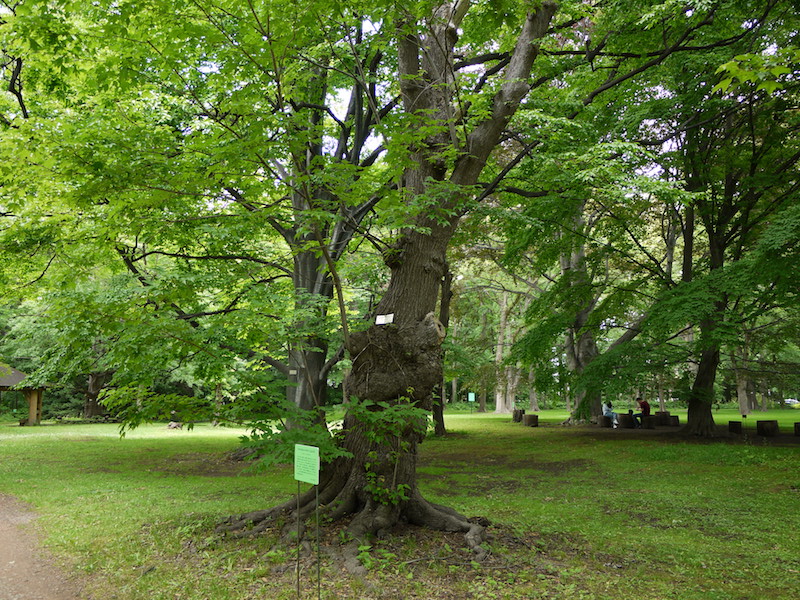 アメリカハナノキ(ベニカエデ)(Acer rubrum)