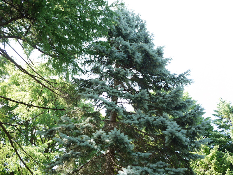 プンゲンストウヒ ‘ホプシー’(Picea pungens ‘Hoopsii’)