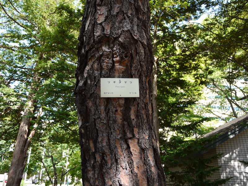 リギダマツ(Pinus rigida)