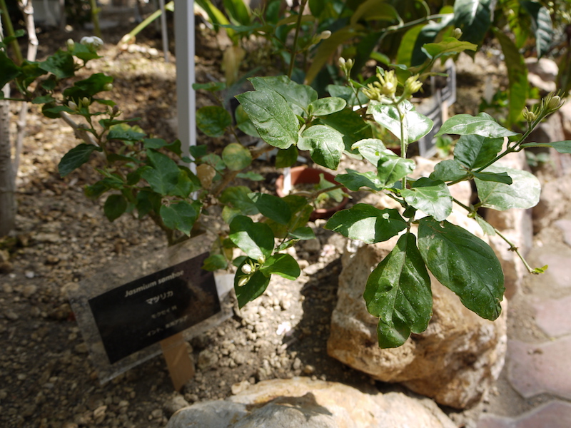 マツリカ(Jasminum sambac)