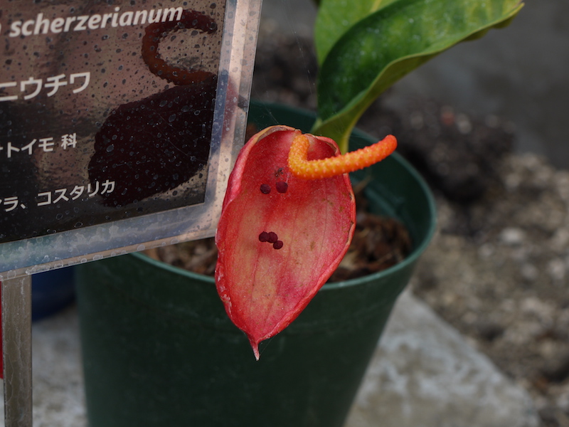 ベニウチワ(Anthurium scherzerianum)