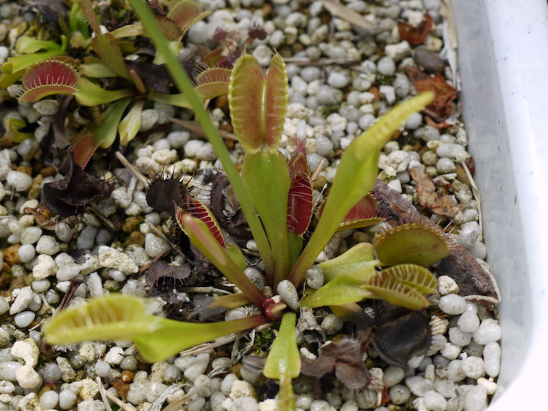 ハエトリグサ(Dionaea muscipula)