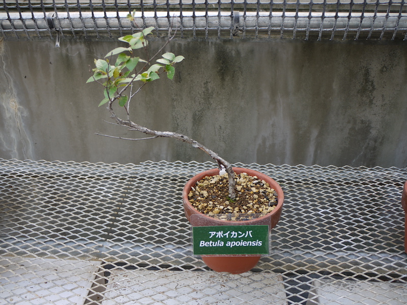 アポイカンバ(Betula apoiensis)