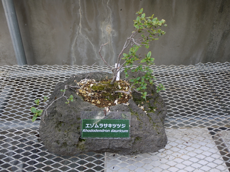 エゾムラサキツツジ(Rhododendron dauricum)