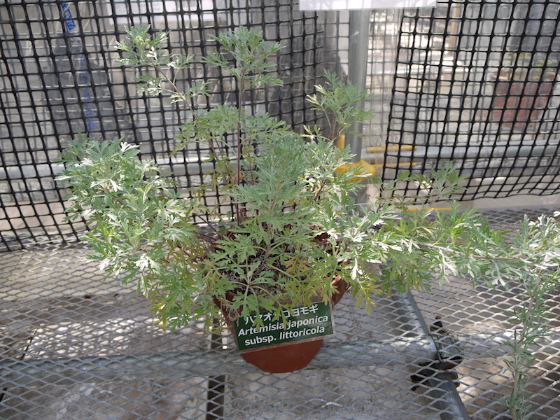 ハマオトコヨモギ(Artemisia japonica subsp. littoricola)