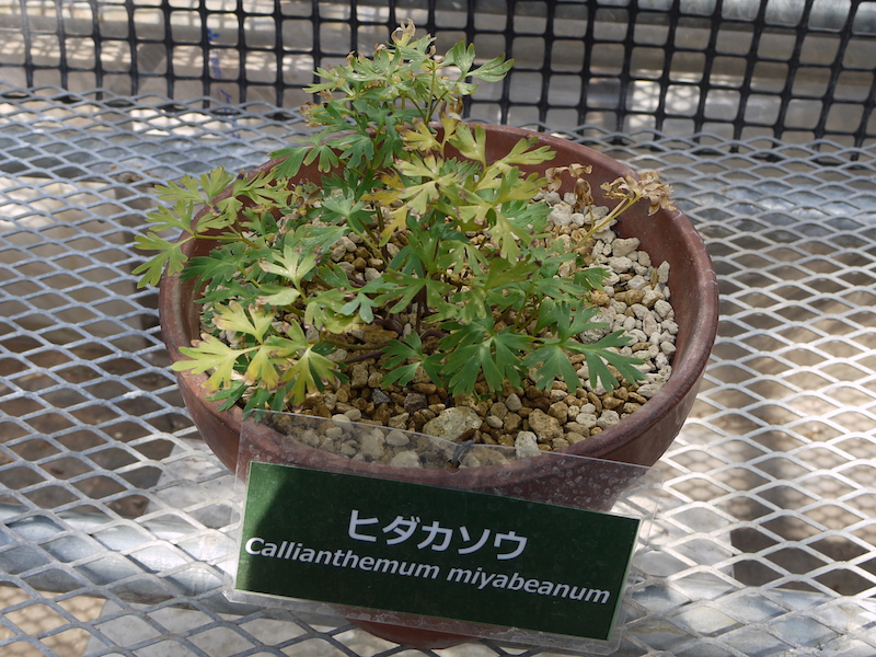 ヒダカソウ(Callianthemum miyabeanum)