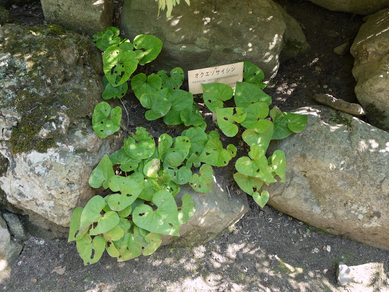 オクエゾサイシン(Asarum heterotropoides)