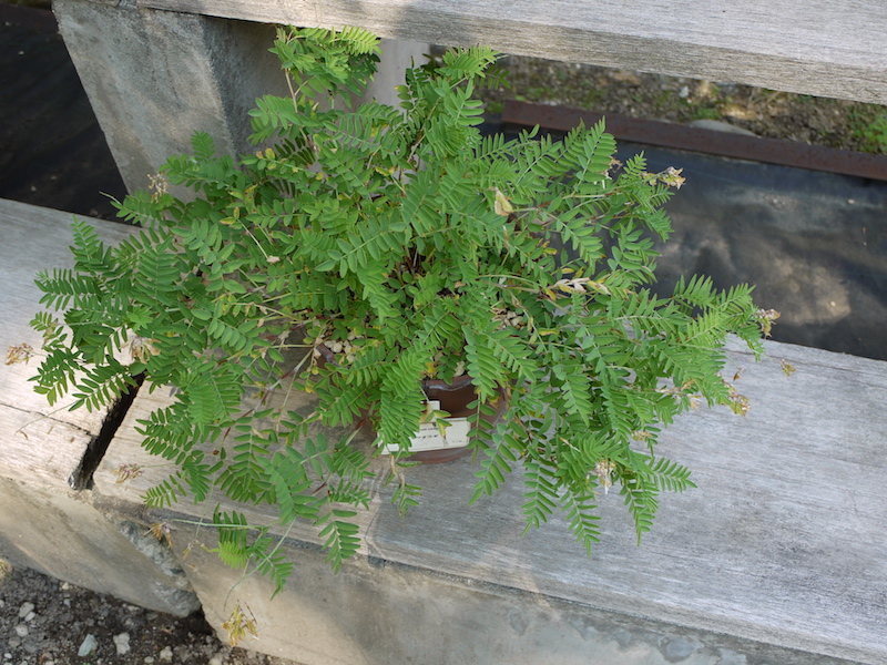 イワオウギ(Hedysarum vicioides)