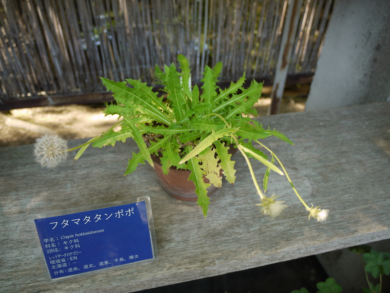 フタマタタンポポ(Crepis hokkaidoensis)