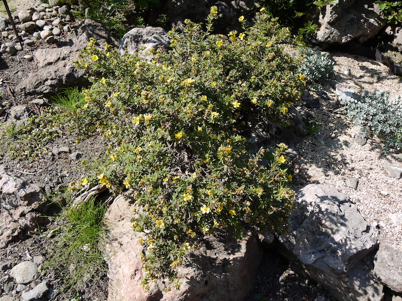 キンロバイ(Dasiphora fruticosa (L.) Rydb.)