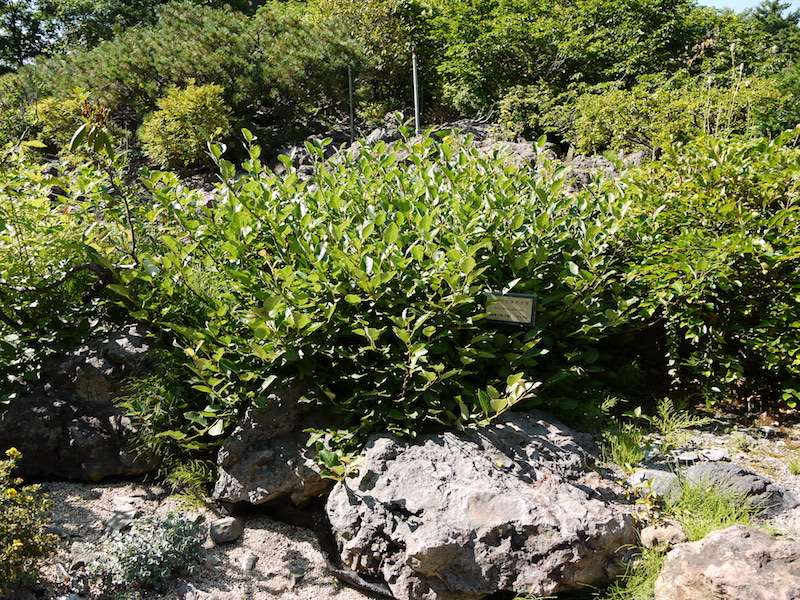 ヒダカミネヤナギ(Salix hidakamontana)
