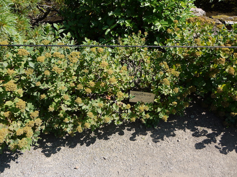 マルバシモツケ(Spiraea betulifolia f. glaucina)