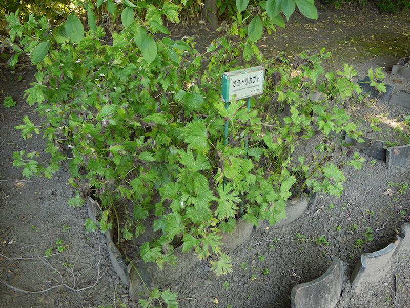 オクトリカブト(Aconitum japonicum subsp. subcuneatum)