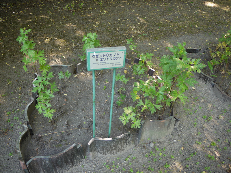 ウゼントリカブト × エゾトリカブト(Aconitum okuyamae ×A. sachalinense subsp. yezoense)