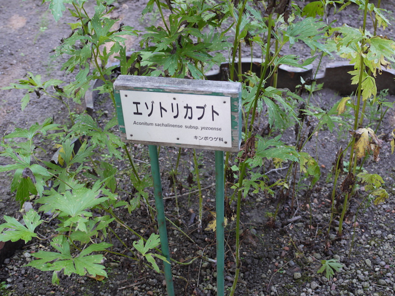 エゾトリカブト(Aconitum sachalinense subsp. yezoense)