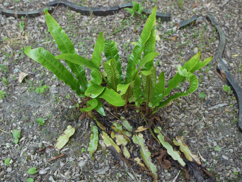コタニワタリ(Asplenium scolopendrium)