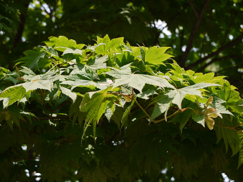 ハウチワカエデ(Acer japonicum)