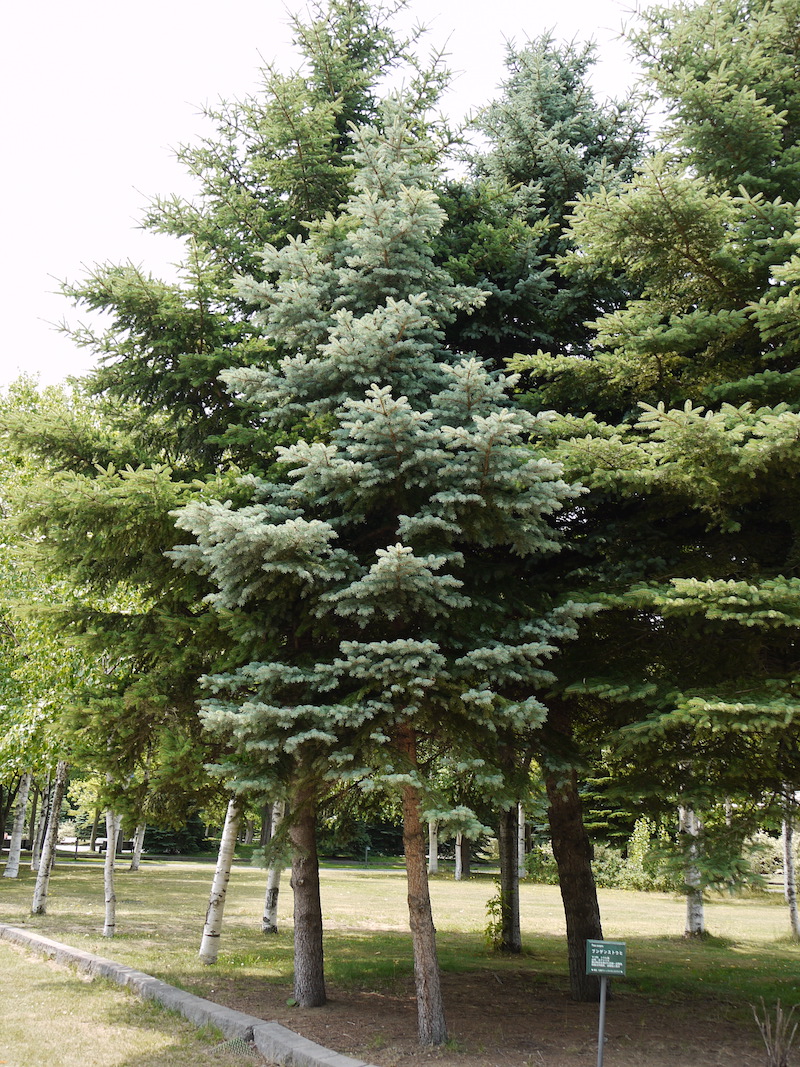 プンゲンストウヒ(Picea pungens)