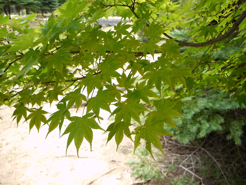 ヤマモミジ(Acer palmatum var. matsumurae)
