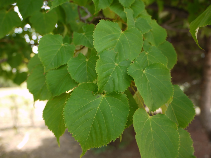 オオバボダイジュ(Tilia maximowicziana)