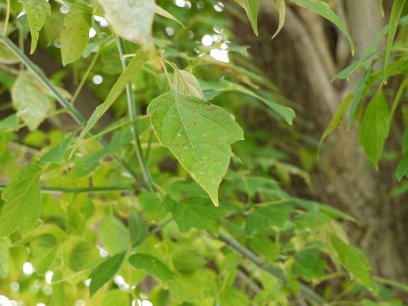 ネグンドカエデ(Acer negundo)