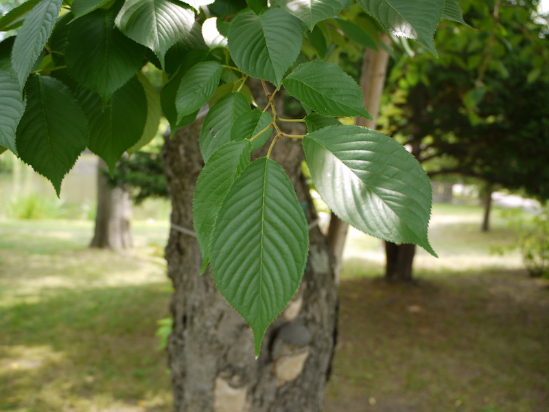 ソメイヨシノ(Prunus ×yedoensis)